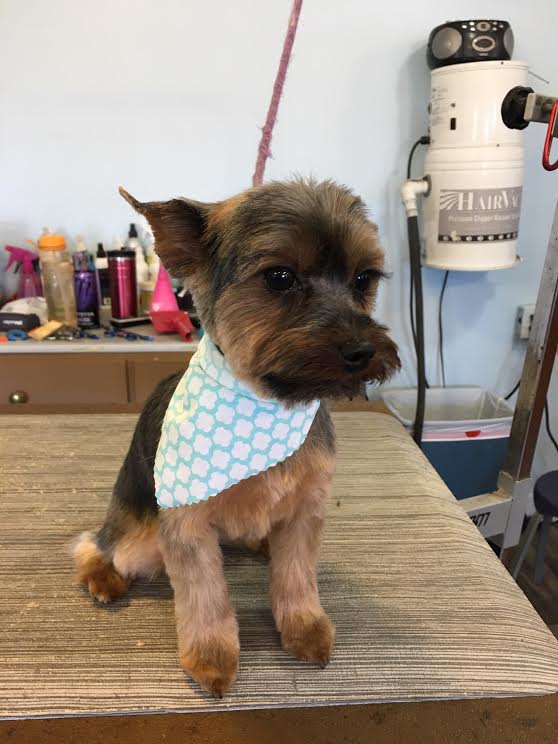 Heads or Tails Pet Grooming in Arnold, MO - Puppy Grooming