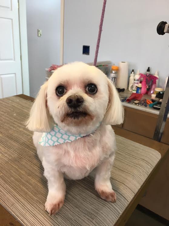 Heads or Tails Pet Grooming in Arnold, MO - Puppy Grooming