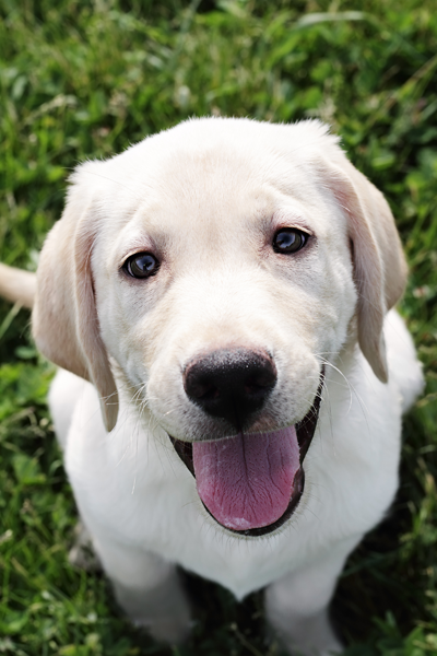 Dog in grass