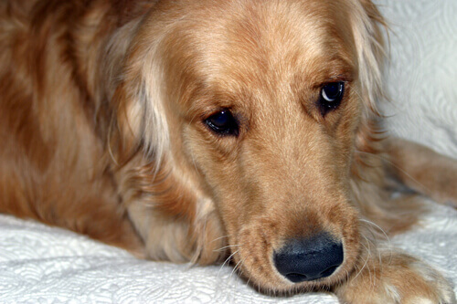 Golden Retriever Laying down