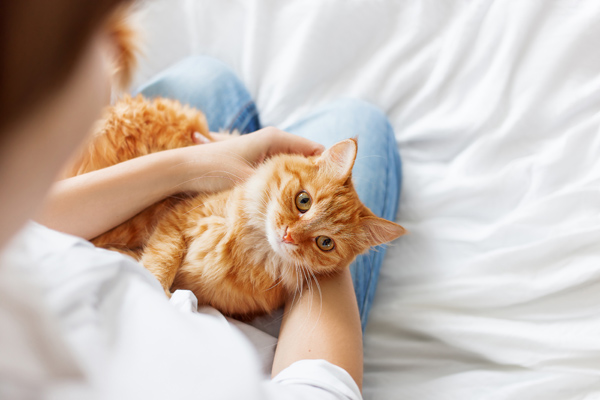 Cat being held