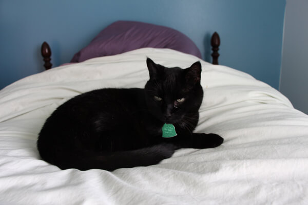 Cat laying on blankets