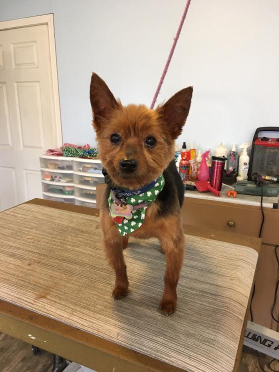 Heads or Tails Pet Grooming in Arnold, MO - Canine Grooming