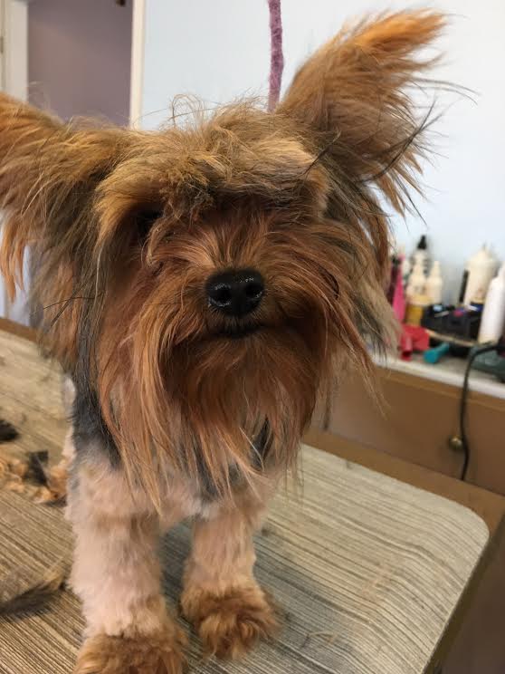 Heads or Tails Pet Grooming in Arnold, MO - Puppy Grooming