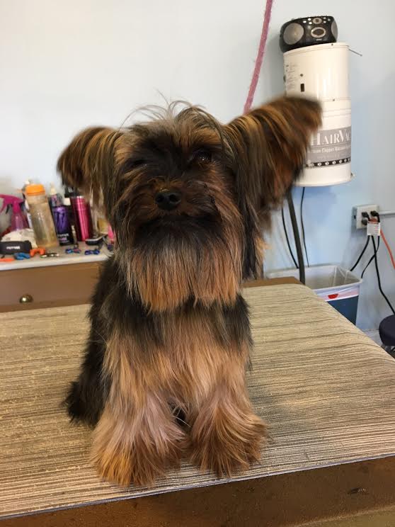 Heads or Tails Pet Grooming in Arnold, MO - Puppy Grooming