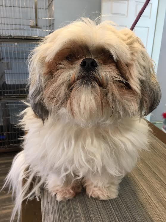 Heads or Tails Pet Grooming in Arnold, MO - Puppy Grooming