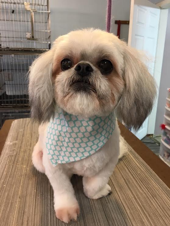 Heads or Tails Pet Grooming in Arnold, MO - Puppy Grooming