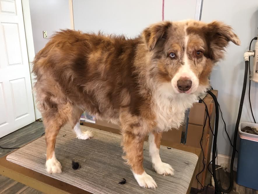 Heads or Tails Pet Grooming in Arnold, MO - Puppy Grooming