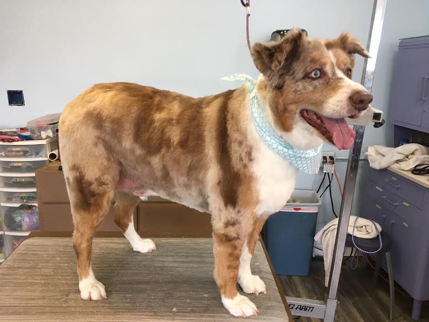 Heads or Tails Pet Grooming in Arnold, MO - Puppy Grooming