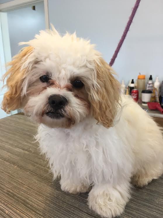 Heads or Tails Pet Grooming in Arnold, MO - Puppy Grooming