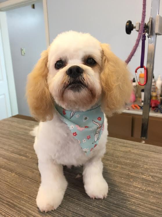 Heads or Tails Pet Grooming in Arnold, MO - Puppy Grooming