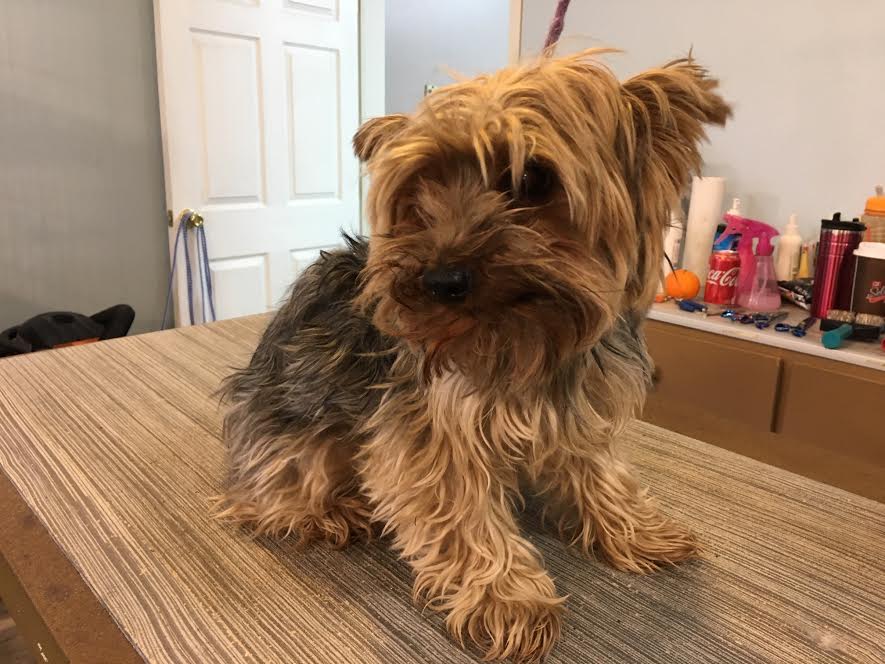 Heads or Tails Pet Grooming in Arnold, MO - Puppy Grooming