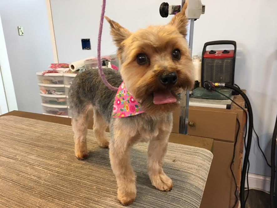 Heads or Tails Pet Grooming in Arnold, MO - Puppy Grooming