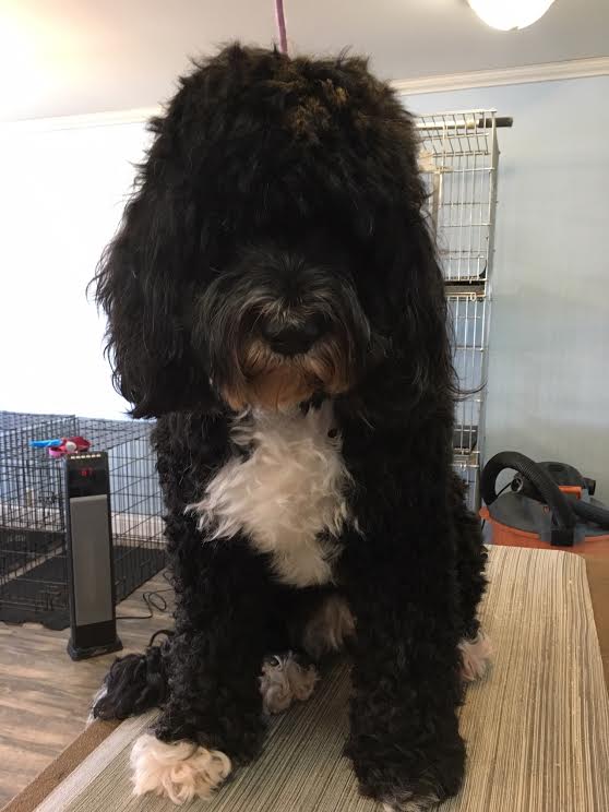 Heads or Tails Pet Grooming in Arnold, MO - Puppy Grooming