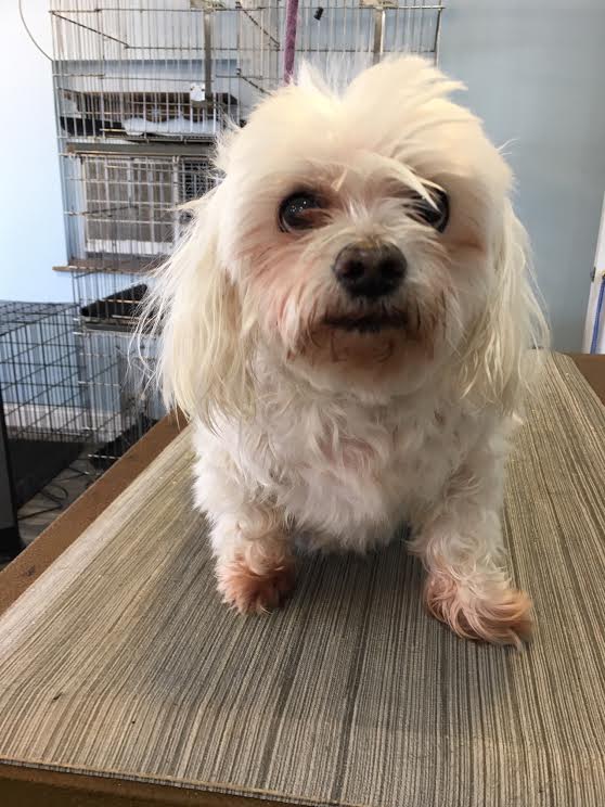 Heads or Tails Pet Grooming in Arnold, MO - Puppy Grooming