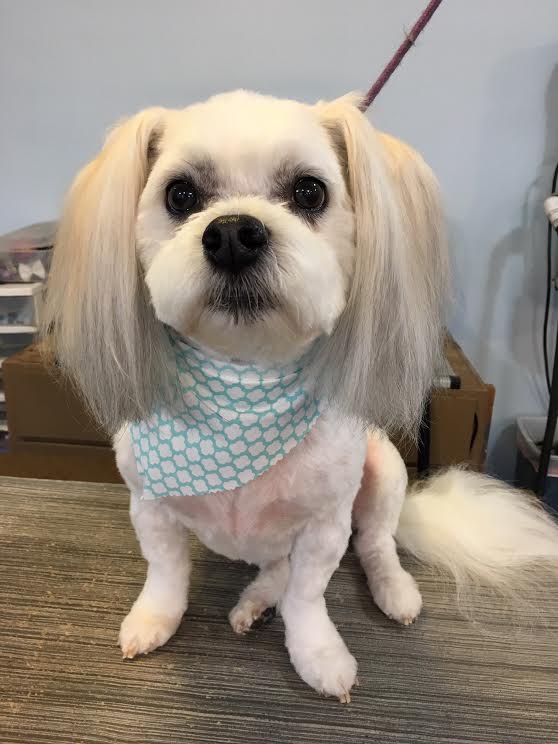 Heads or Tails Pet Grooming in Arnold, MO - Puppy Grooming