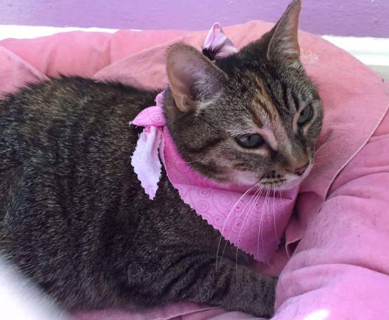 Cat with Bandana