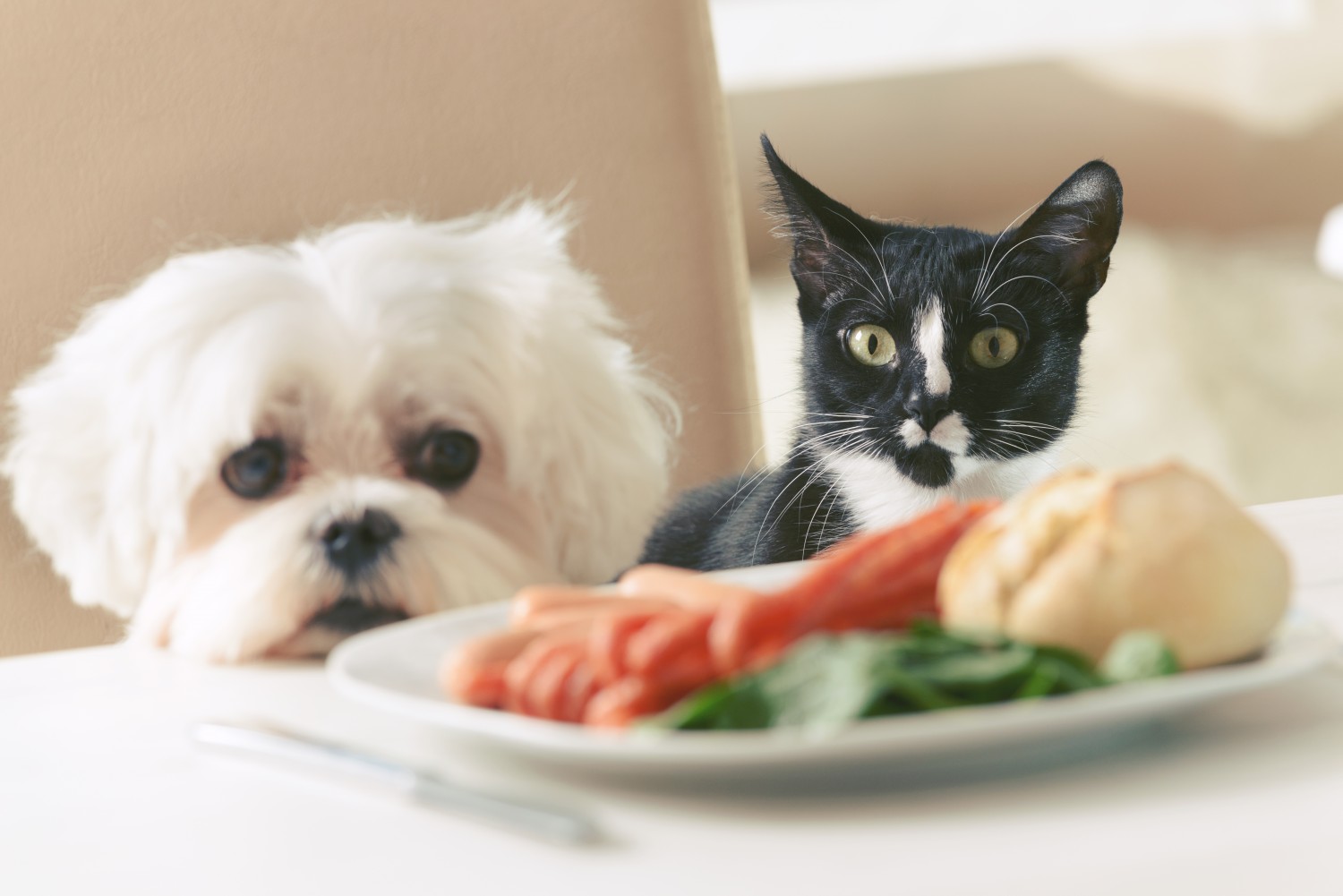 Dog and Cat looking at plate of food