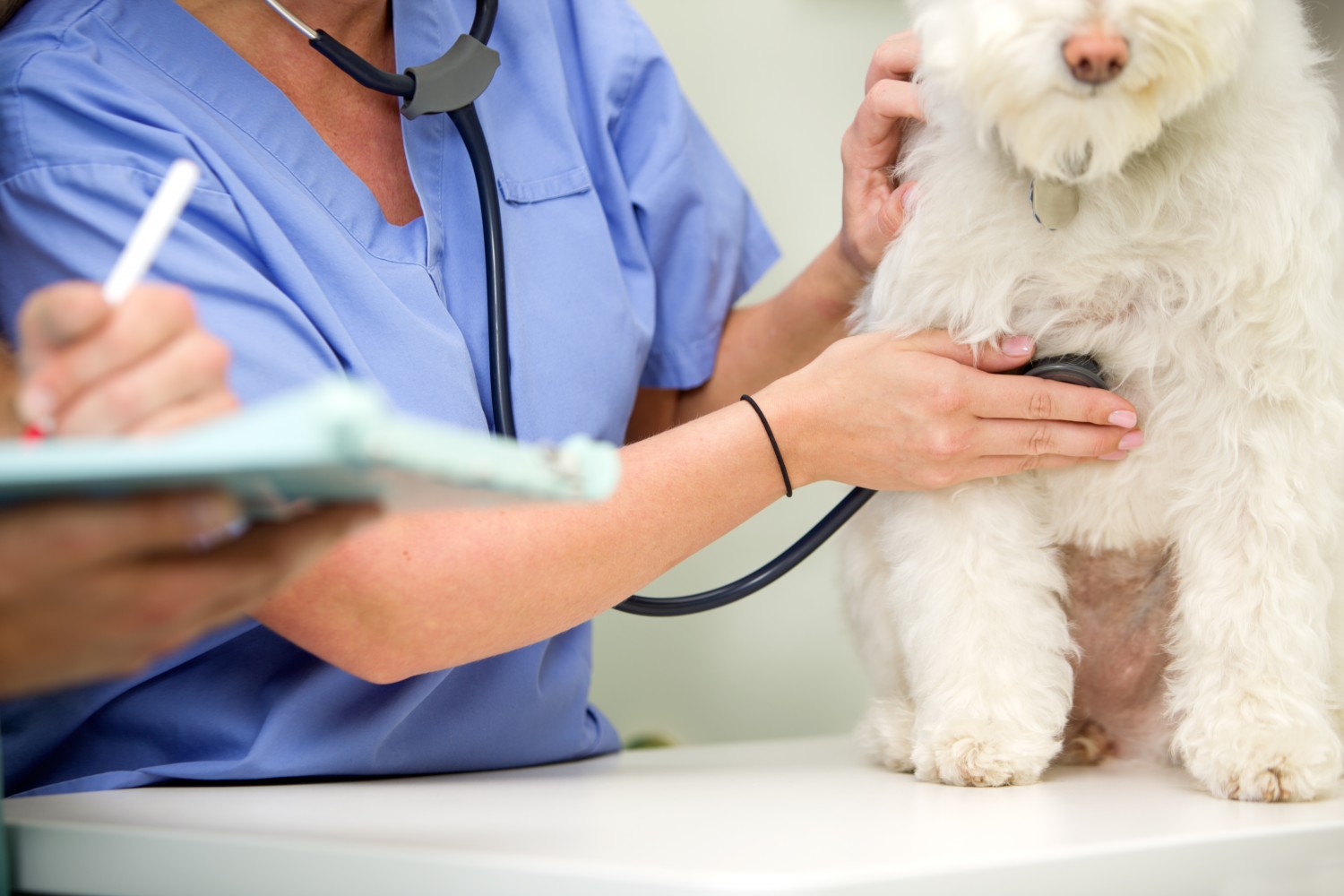 Dog getting exam