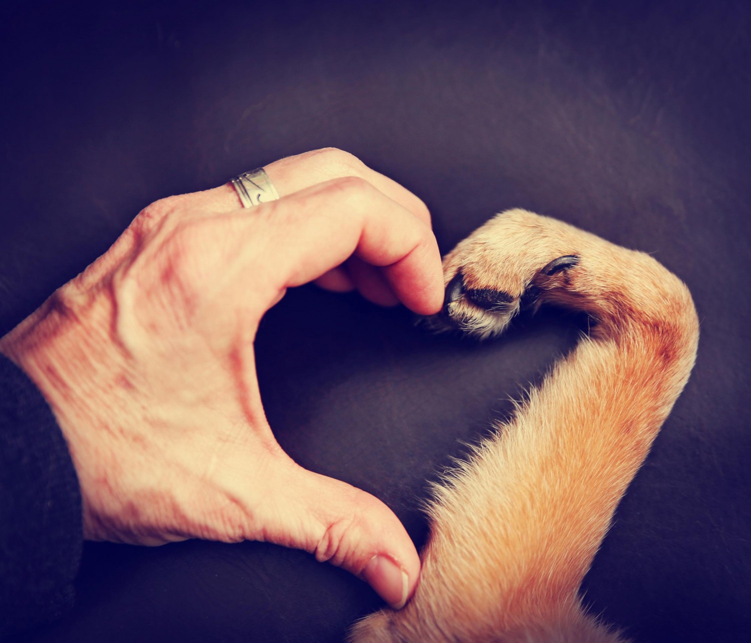 Heart Hand Paw Heart Hand Paw