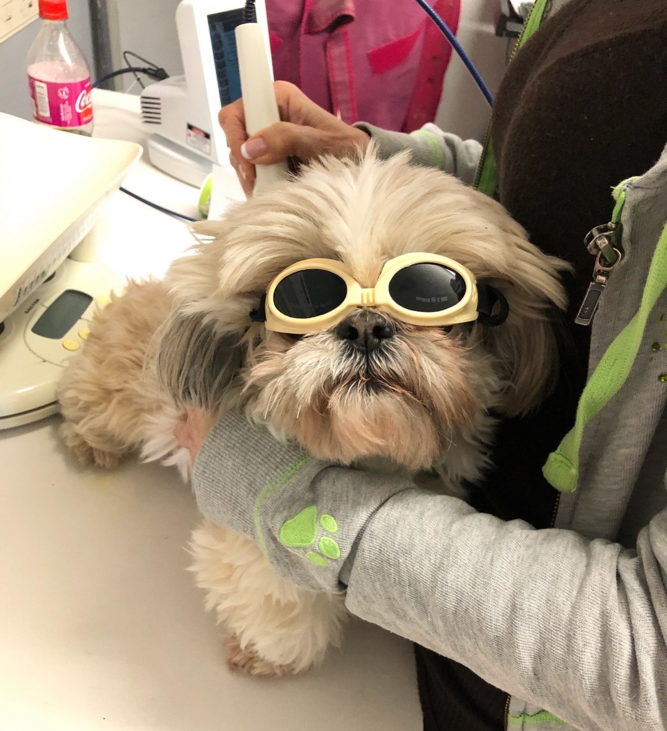 Dog in Laser Therapy