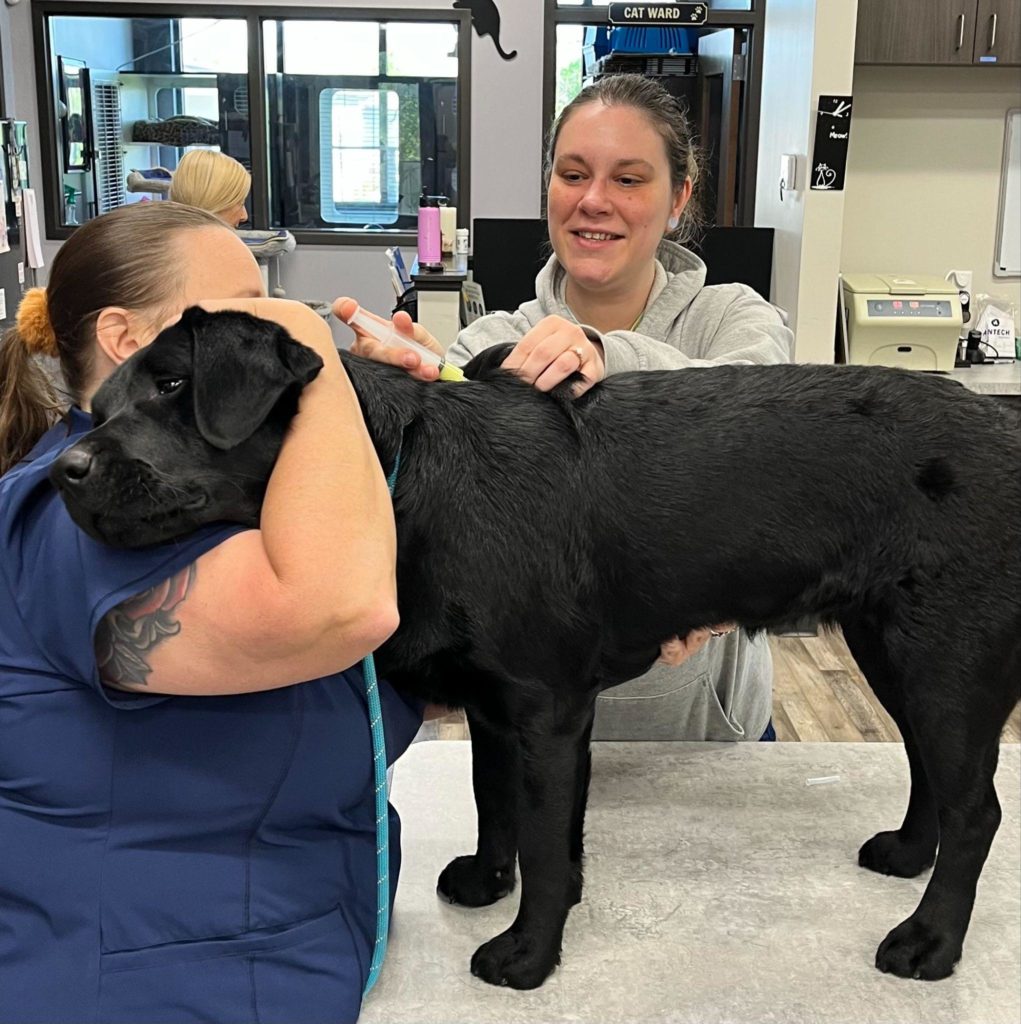 Dog Exam